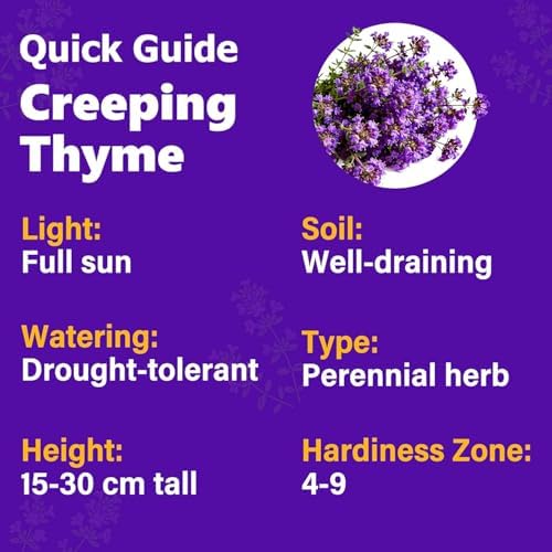 20000+Creeping Thyme Seeds for Planting Outdoor-Heirloom Thymus Serpyllum Ground Cover Plants Plant in Your Home Garden - Image 5