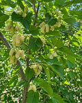 3 White Mulberry Trees 8-16" in 3.5in Pot Live Plants Morus alba (3 Pack) by Unknown