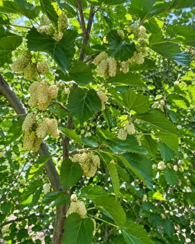3 White Mulberry Trees 8-16" in 3.5in Pot Live Plants Morus alba (3 Pack) by Unknown