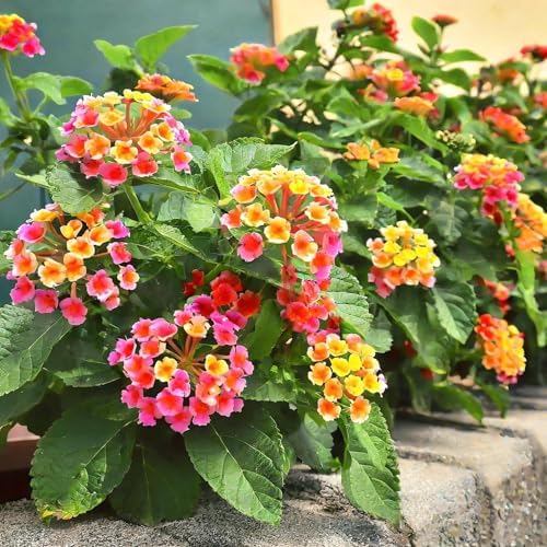 CarpetC 199+ Lantana Seeds for Planting, Evergreen Perennial Shrub Lantana Camara, Drought Tolerant Long-Blooming Flowers for Garden Borders and Home Hanging Baskets - Image 7