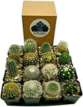 Live Mini Cactus Plants (12 Pack), Assorted Potted Cacti Variety Pack by FatPlantsSanDiego
