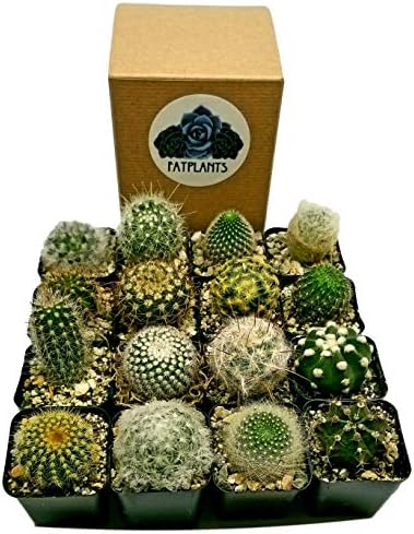 Live Mini Cactus Plants (12 Pack), Assorted Potted Cacti Variety Pack by FatPlantsSanDiego
