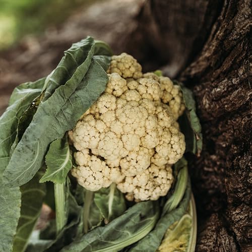 All Year Round Cauliflower - 100 Cauliflower Seeds, Thresh Seed Co. - Image 4