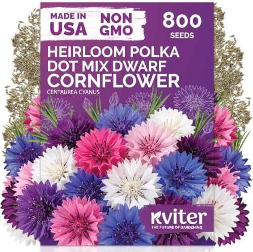 800 Polka Dot Mix Dwarf Cornflower Heirloom Flower Seeds, Centaurea Cyanus by KVITER
