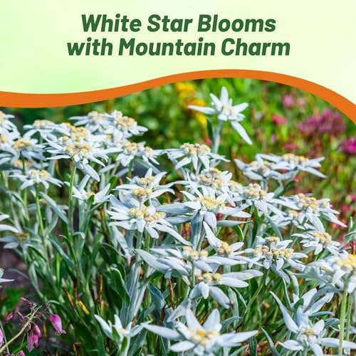 Outsidepride Edelweiss Seeds - 5000 Pcs. Perennial, Drought-Tolerant & Easy to Grow, Ground Cover Seeds for Planting Silvery Foliage & Clustered Wooly White Blooms for Xeriscaping & Versatile Uses - Image 6