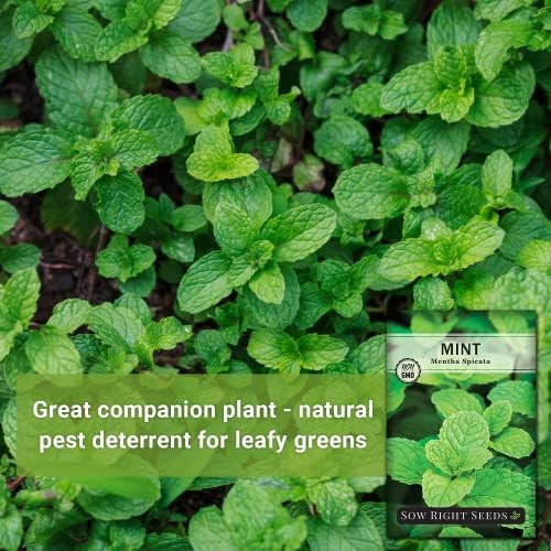 Sow Right Seeds - Mint Seed for Planting Outdoor Indoor Perennial Herb - Image 3