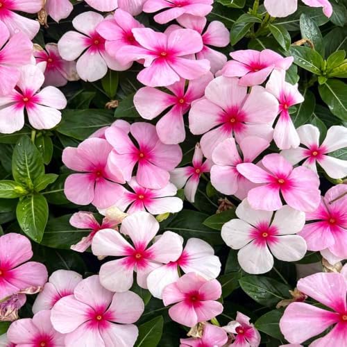 999+ Mix Vinca Periwinkle Flower Seeds for Planting in Home Garden - High Germination Rate, Drought-Tolerant,Low-Maintenance Ground Cover Seeds - Image 3
