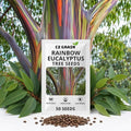 50 Rainbow Eucalyptus Seeds | Eucalyptus Deglupta Tropical Tree Seeds by CZGrain