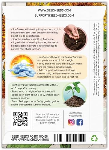 Seed Needs Dwarf Teddy Sunflower Seeds to Plant Cut Flowers - 2 Packs - Image 2