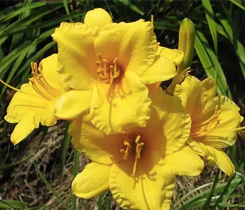 Pink Daylily - Bare Root Plant, Hardy Perennial for Zone 4, Delicate Pink Blooms, Low Maintenance, Ideal for Full Sun or Partial Shade, Perfect for Garden Borders & Landscapes - Image 4