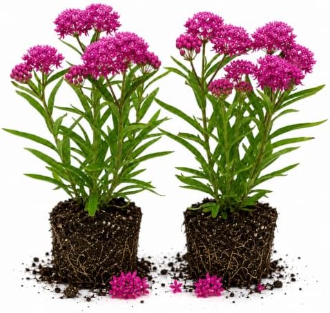 2 Pink Milkweed Live Plants 4-7 Inches, Asclepias Butterfly Milkweeds by UIOTER