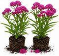 2 Pink Milkweed Live Plants 4-7 Inches, Asclepias Butterfly Milkweeds by UIOTER