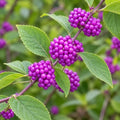 2 American Beautyberry Shrubs/Bushes - 8-12" Tall Live Plants - Quart Pots by Unknown