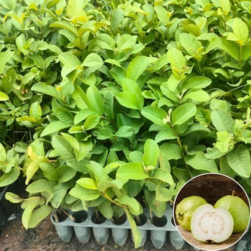 White Guava Tree Live Plant, Garden Fruit Tree, 6-10 Inch Tall, 4 Inch Pot - Image 2