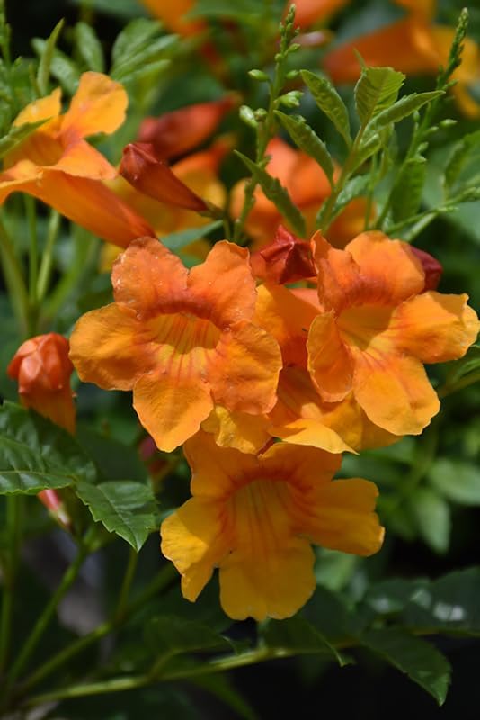 Tecoma Stans Orange Live Plants | Pack of 2 (Two) | 5-9 Inch Orange Jubilee/Esperanza | Heat Tolerant Trumpet Bush | Fast Growing Hummingbird Magnet for Patio Pots & Landscapes - Image 5