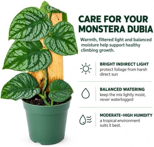 Monstera Dubia Live Plant, Rare Shingle Climbing Indoor Houseplant - Image 4