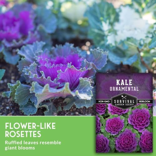 Ornamental Kale Seeds for Planting, Heirloom Flowering Cabbage - 5 Packs - Image 5