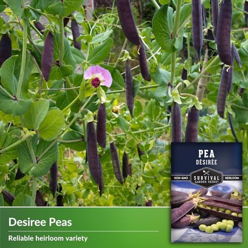 Desiree Purple Podded Pea Seeds for Planting - 2 Packs - Image 3