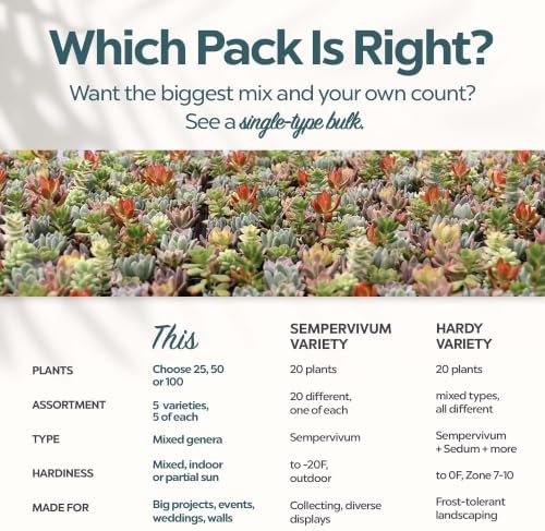 Mountain Crest Gardens Live Succulent Plant Bulk Assortment | 25 Mini Potted Succulents in 2 Inch Pots | Assorted Live Plants for Wedding Favors, DIY Crafts, Gifts, Centerpieces and Home Decor - Image 6