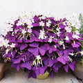 12+ Bulbs Purple Shamrocks Oxalis Triangularis Lucky Lovely Flowers Bulbs Grows for Planting Indoors or Outdoors by VISTATUSEED