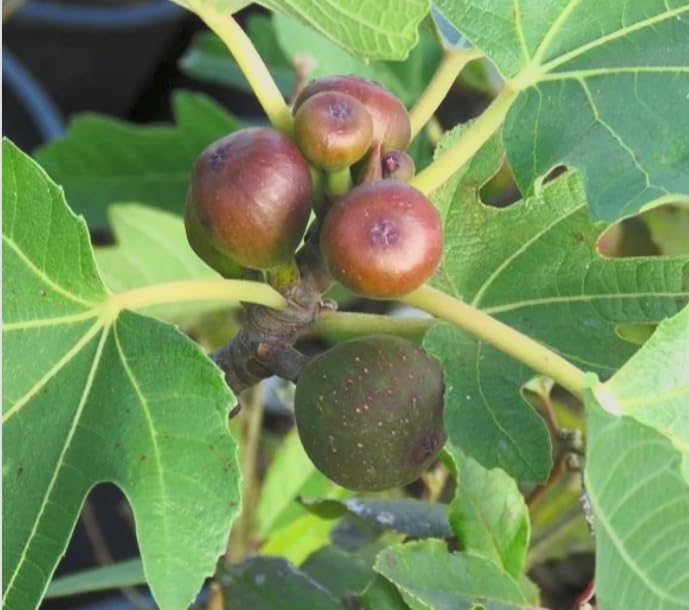 Little Miss Figgy Fig Tree Live Plant – Ficus carica ‘Little Miss Figgy’ – Dwarf Hardy Fig – Sweet Fruit – Compact Patio Fig – 2.5 Inch Pot - Image 5