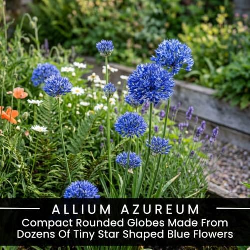 50 Allium Caeruleum Bulbs – Blue Globe Flowers for Mass Planting - Image 3