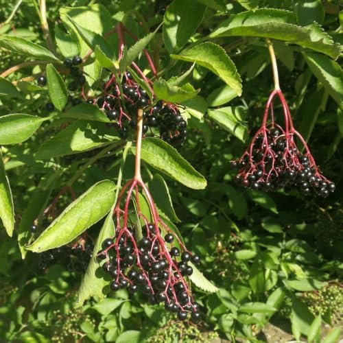 Live Elderberry Plant 1.5-2.5 Feet Tall - Image 6