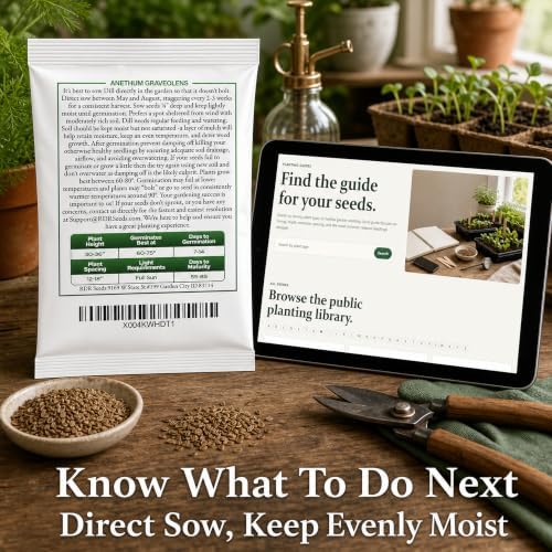 2000 Dill Seeds for Planting (Bouquet Variety) – Heirloom, Non-GMO, USA Grown Herb for Indoor/Outdoor Planting, Perfect for Pickling & Cooking by RDR Seeds - Image 6