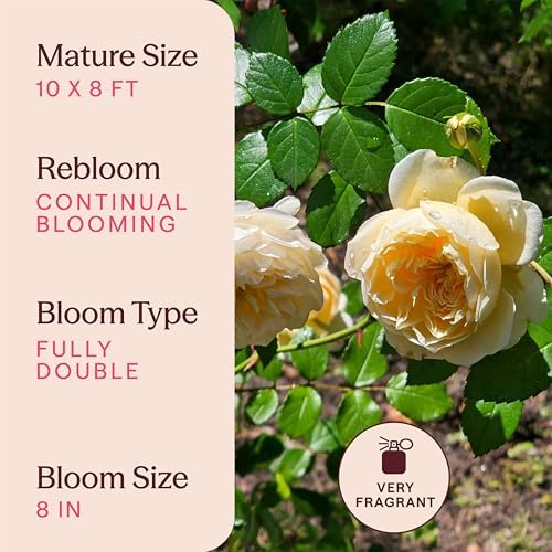 Heirloom Climbing Roses, Live Own Root Plant, Perpetually Yours™ - Image 6