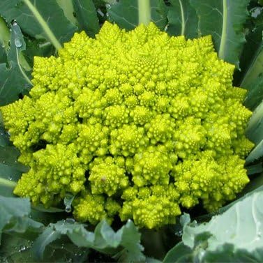 Broccoli Romanesco 50 Seeds per Packet - Rare & Unique - Image 3