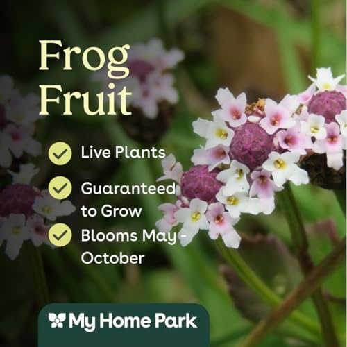 Frogfruit 32 Live Plants (Phyla nodiflora) – Native Groundcover for Pollinator Gardens & Lawn Alternative, Low Growing Perennial, Drought Tolerant, Full Sun Landscaping Plant - Image 3