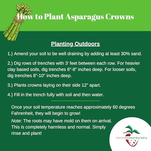 25 'Millennium' Asparagus Plants - Bare Root Asparagus Crowns - Cold Hardy and Grows Well in Heavy Soils - 2yr-Crowns from Hand Picked Nursery - Image 2