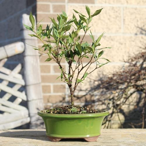 Brussel's Live Gardenia Outdoor Bonsai Tree - 6 Years Old; 8" to 10" Tall with Decorative Container (Not Sold in Arizona) - Image 5