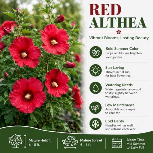 Red Rose of Sharon Plant, Flowering Shrub, 6-10 Inch Tall, Quart Pot - Image 5