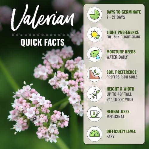 Seed Needs Valerian Seeds to Plant an Herb Garden - 2 Packs - Image 4