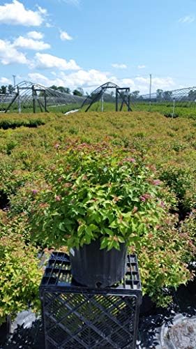 Spiraea jap. 'Magic Carpet' (Spirea) Shrub, #3 - Size Container - Image 5
