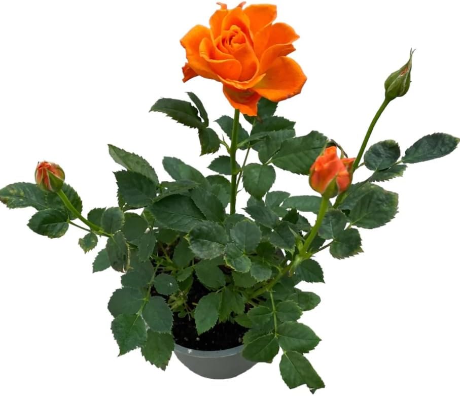 Miniature Roses Live Plants Mini Roses Bush Fragrant Flowers Shrub in Pot (Orange Rose Flowers) - Image 3