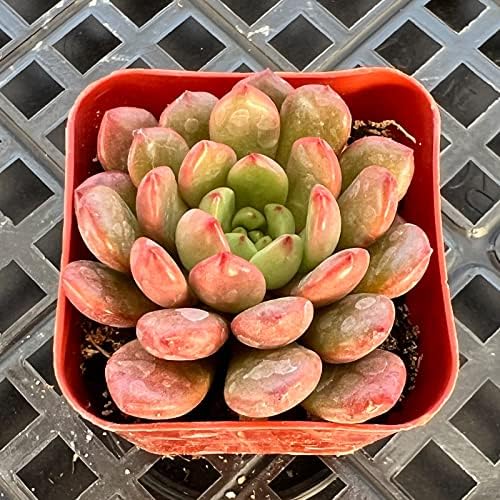 Sprout N Green Sedeveria Pink Ruby Live Succulent Plant - Image 2