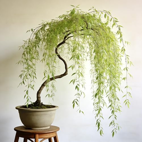 Weeping Willow Bonsai Tree Seed for Palnting, 20 Salix Babylonica Seeds, Perennial Plants, Non-GMO Heirloom Weeping Willow Seeds for Indoor Home Bonsai Outdoor - Image 2