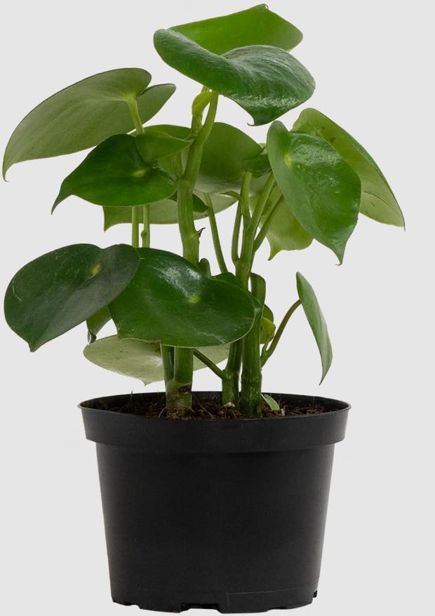 Variety of Peperomia Live Plant for Houseplant Tropical Shurb 4" Pot (Variegated Peperomia Plant) - Image 6