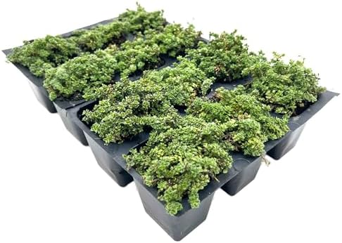 12 Elfin Thyme – Low-Growing, Fragrant Evergreen Groundcover for Borders, Rock Gardens & Containers – (Thymus serpyllum 'Elfin') in 2.5″ Cubes, Live Plants by CitronellaKing