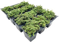 12 Elfin Thyme – Low-Growing, Fragrant Evergreen Groundcover for Borders, Rock Gardens & Containers – (Thymus serpyllum 'Elfin') in 2.5″ Cubes, Live Plants by CitronellaKing