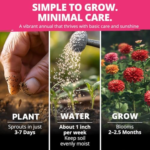 HOME GROWN Zinnia Dahlia Seeds, 524 Seeds, Zinnia elegans - Image 3