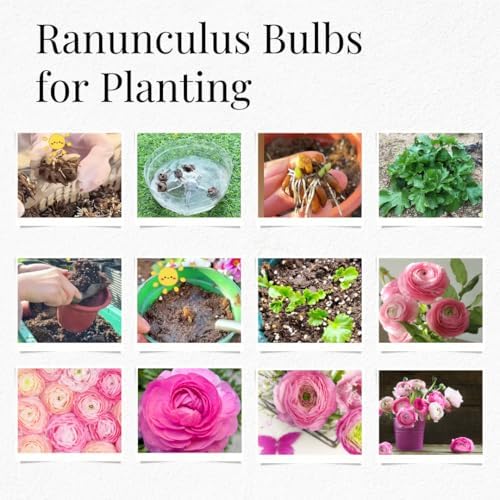 25 Light Pink Ranunculus Bulbs for Planting, Peony Perennial Flower - Image 6