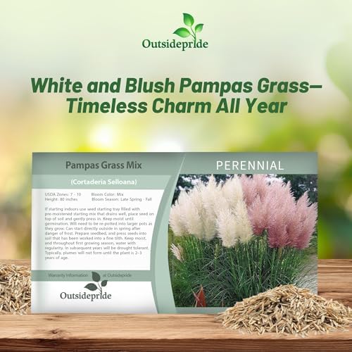 Outsidepride Mix Pampas Grass Seeds – 1,000 Pcs. Perennial, Drought-Tolerant Ornamental Grass for Large Garden Borders, Privacy Landscaping, Xeriscaping, and Low-Maintenance Outdoor Spaces (Pack of 2) - Image 5