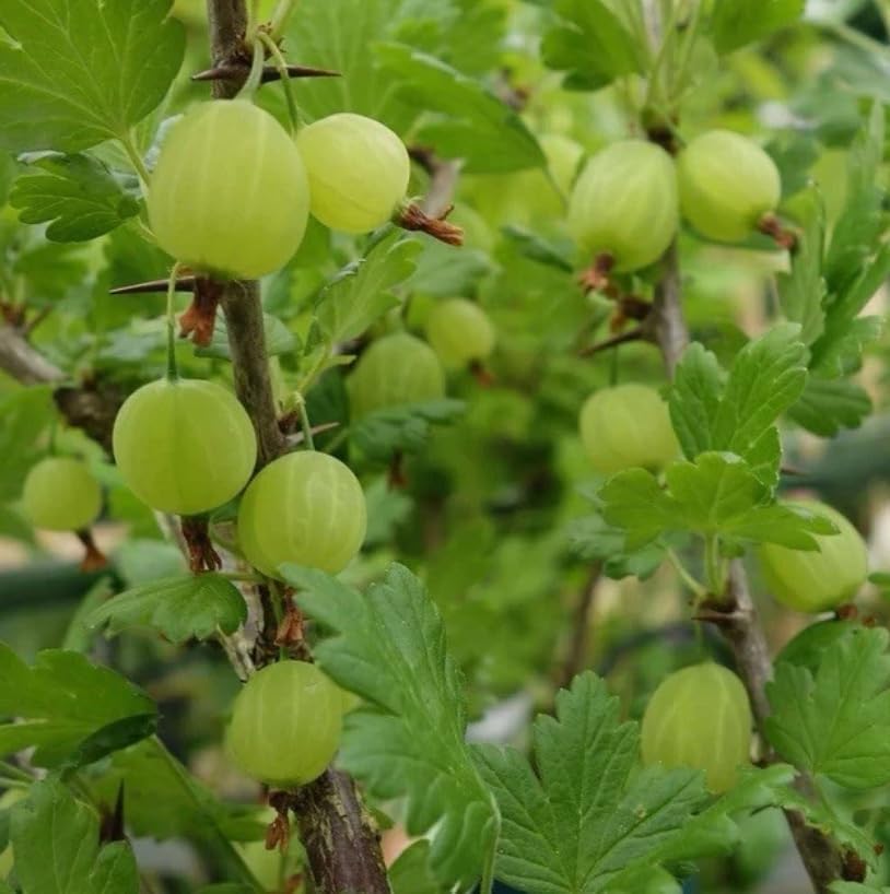 Live Pixwell Gooseberry Plant, Cold Hardy Gooseberry Shrub, Blush Pink Gooseberries Bush Stater Tree, 6-12" Tall - Image 5