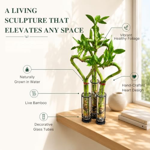 Lucky Bamboo Live Plant, Heart Shaped Zen Bamboo Hydroponic Plant - Image 2