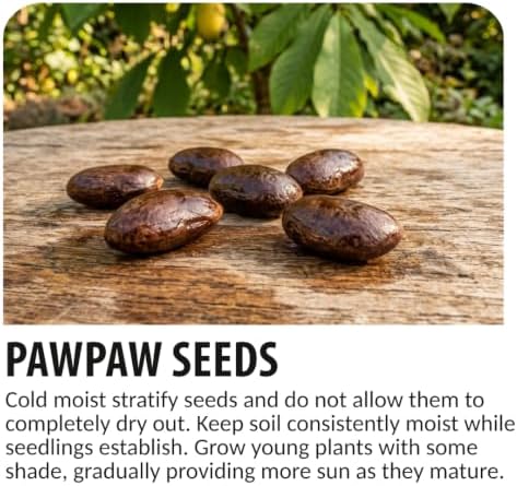 Pawpaw Tree Seeds | Asimina Triloba Native Fruit Tree | 5 Seeds - Image 4