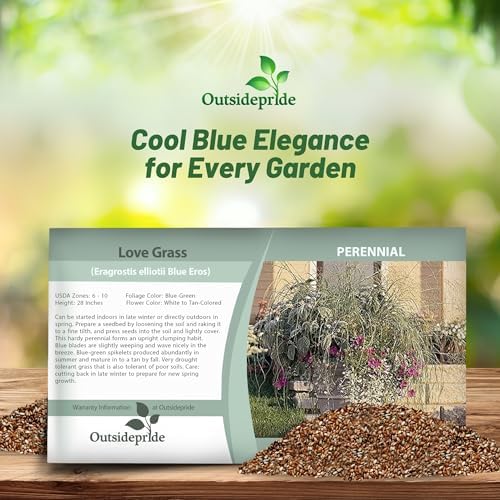 Outsidepride 500 Seeds Perennial Eragrostis Elliotii Blue Eros Ornamental Love Grass Seed for Planting - Image 4
