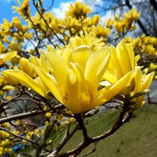 10+ Perennial Mix Magnolia Flower Seeds for Planting Outdoors -Magnolia Trees Plants Seed Ornamental Fragrant Tree Garden,Non-GMO Heirloom for Home Outdoor Garden - Image 3